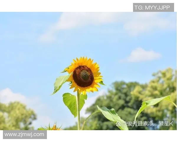 细数太阳五大高光时刻,满满回忆杀